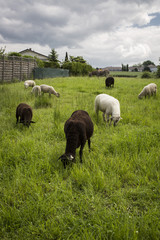 Lambs and sheeps grazing in a green field