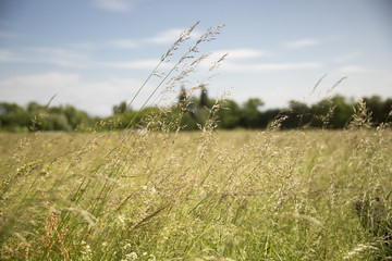 Obraz premium view over a field with wild grass