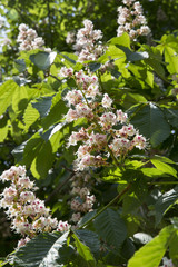 Blooming conker tree with white flowers