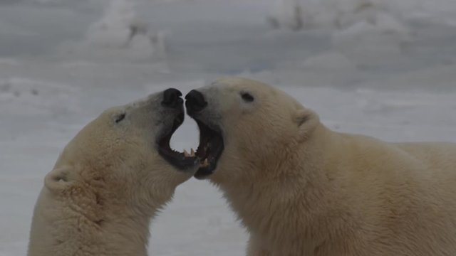 Slow motion - tight on polar bears mouth sparring with fangs on sea ice
