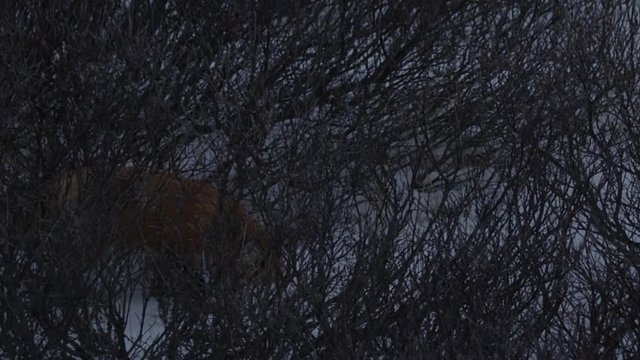 Red fox at dusk in snowy willows stealthily hunts voles