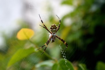 Spidy