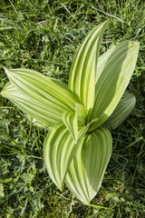 Obraz premium growing Gentiana lutea - great yellow gentian
