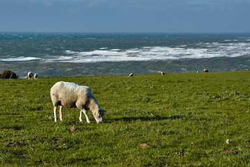 Sheeps in the pasture over the English Channel in France .