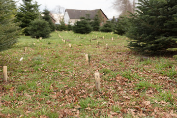 Weihnachtsbaumverkauf