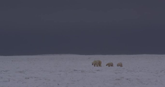 Polar bear and cubs approach across stormy ice waves
