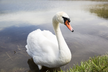 Obraz premium Swan on a lake next to the green shore