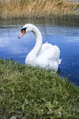 Swan on a lake next to the  green shore