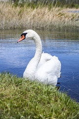 Swan on a lake next to the  green shore