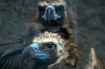 Portrait of vulture.