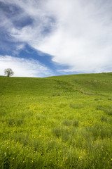 landscape of Jura mountain with blooming green meadow, Switzerland