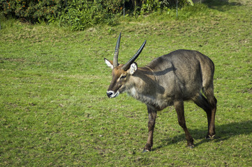 Male waterbuck