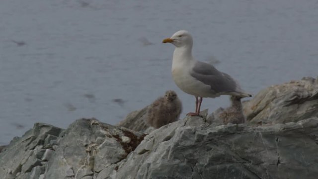 Glaucus gull on test with two chicks crying