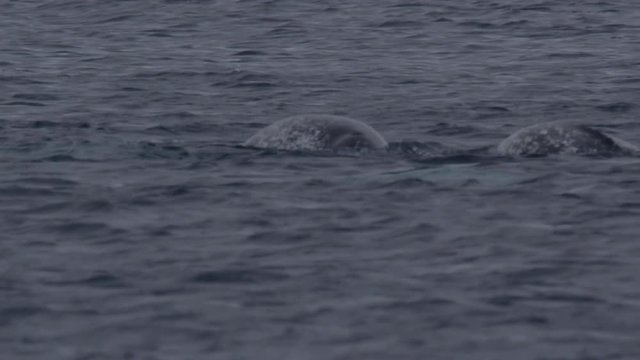 Slow motion - Narwhal surfaces to show tusk and dives