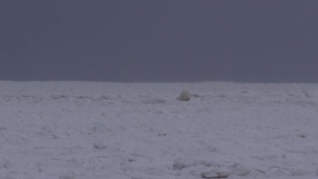 Wide polar bear cubs walk on broken sea ice with waves