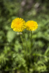 Yellow dandelion flower isolated on green meadow.