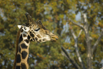Giraffe head