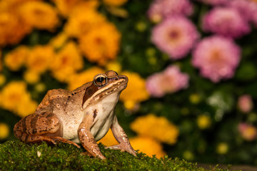 Wood Frog