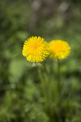Yellow dandelion flower isolated on green meadow.