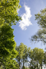 Obraz premium top of trees with blue sky