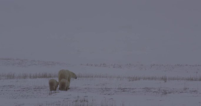 Polar bear family walks away through falling snow in tundra