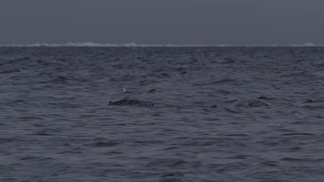 Slow motion - pod of narwhals push sea ice chunks out of way