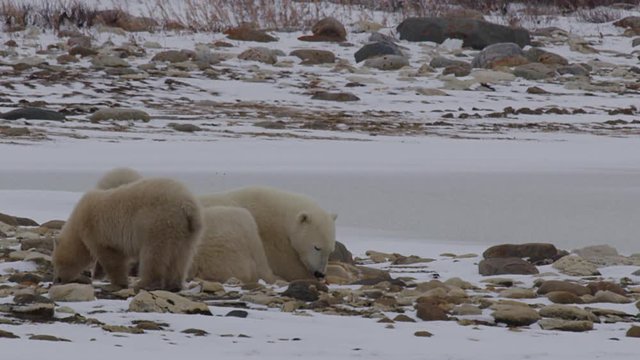 Mother polar bear rests on snowy rocks as cubs explore and then lie down
