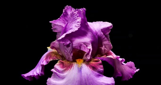 Giant Iris Flower Blooming. Studio Isolated on a Black Background.