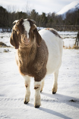 African goat in a farm in Nordland, Norway