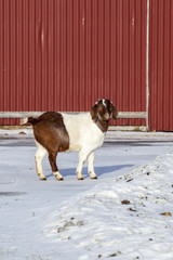 African goat in a farm in Nordland, Norway