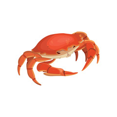 vector red crab, shellfish realistic illustration