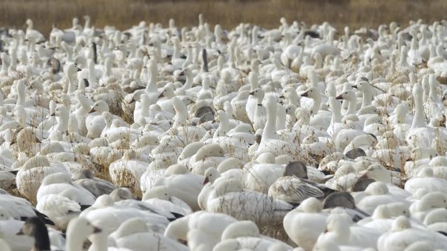 Flock of Snow Geese Feeding - Low Angle Medium