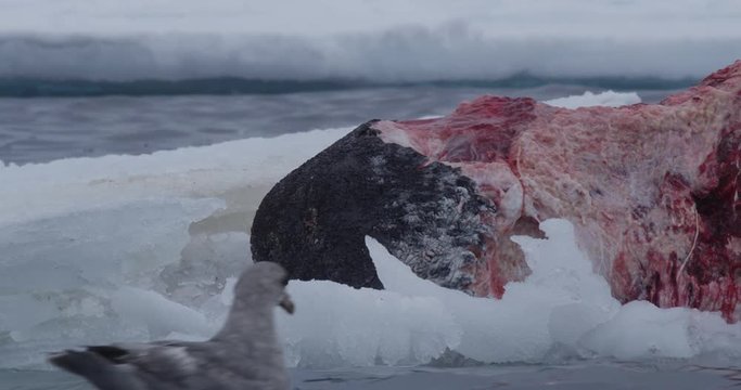 Close on carcass as gulls pick at it from water
