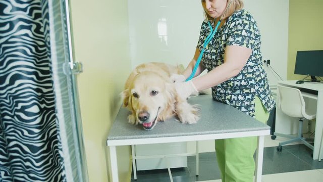 Woman veterinarian cheking dog and listening with a stethoscope. Labador Retriever and a veterinarian. Patient labrador in a veterinary hospital. Vet checking a yellow labrador