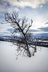 Fototapeta na wymiar Mountain with snow and a tree without leaves
