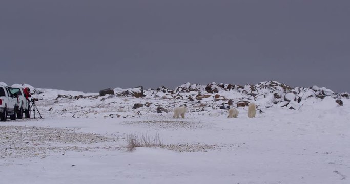 Polar bear family walks away from film crew in truck