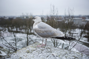 Seagull perched on a wall with city as the background