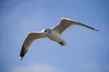 Seabird flying