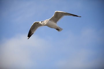 Seabird flying