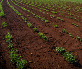 plantação amendoim
