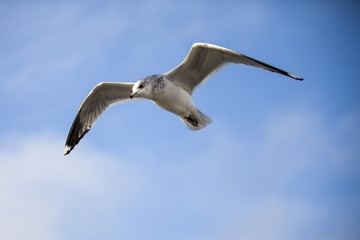 Seabird flying