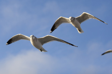 Seabirds flying