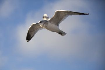 Seabird flying
