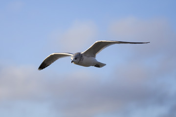 Fototapeta na wymiar Seabird flying