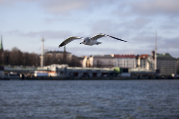 Seabird flying