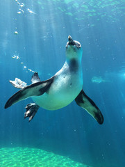 underwater penguin in zoo with air bubbles and light reflections 