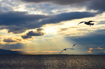 Bird flying on the sea at sunset, silhouette. Sun between clouds and seagulls flying.