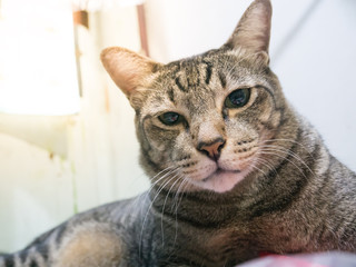 Portrait of brown-eyed cat looking at your camera