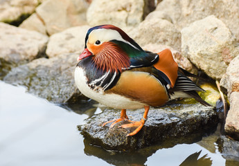 Male mandarin duck standing near a lake. 