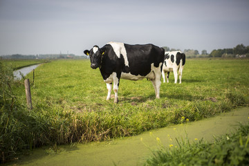 Dutch Holstein dairy cow grazing in field, the Netherlands